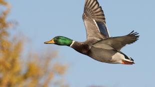 Male Mallard duck in flight, seen in left profile, wings extended, against a pale blue sky and autumn foliage