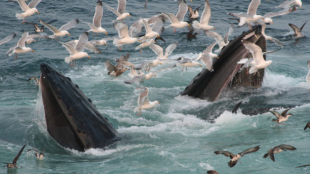 Two humpback whales breaking the surface while feeding, surrounded by seagulls including Great Shearwaters