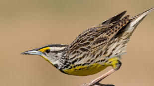 An Eastern Meadowlark perches on a fencetop, poised to push off into flight
