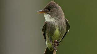 Olive-sided Flycatcher clinging to the tip of a branch, and looking to its right.