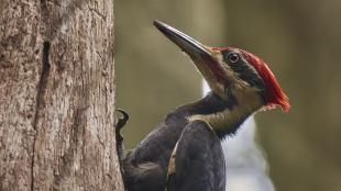 Male pileated Woodpecker seen in profile, showing long sharp beak, black body, white stripes on the throat and bright red crest feathers on his head