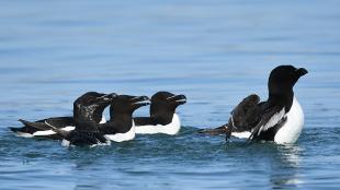 Razorbills swimming in the waters off Iceland