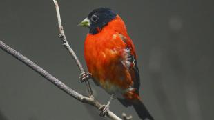 Vivid scarlet red finch with black head and beak, perched on a branch and looking to its right