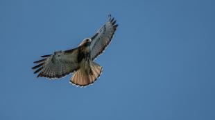 Red-tailed Hawk soaring