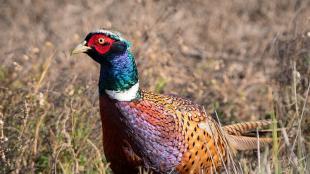 A male Ring-necked Pheasant turned slightly to his right while standing in a sunlit grassy area.