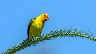 A vivid yellow bird with black wings and orange red head and face cocks its head while on a slender branch against a clear blue sky