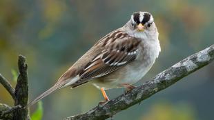 White-crowned Sparrow looking at the viewer