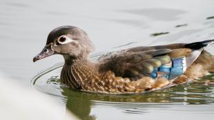 A female Wood Duck swims across smooth water, her soft brown plumage accented by blue feathers on her wings