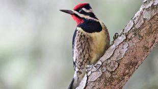 Male Yellow-bellied Sapsucker perched on diagonal branch, looking over his right shoulder