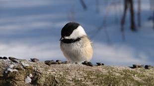 Black-capped Chickadee eating seeds