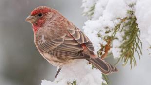 Male House Finch perched on a snowy branch, his light brown and red plumage vivid against the snow.