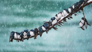 Tree Swallows huddled next to each other on a snowy branch 