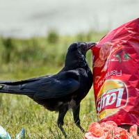 American Crow and chips