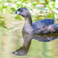 A Pied-billed Grebe swims in a lake near aquatic vegetation in sunlight