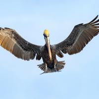 Brown Pelican coming in for landing, wings outstretched.