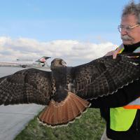 Bud Anderson with Red-tailed Hawk