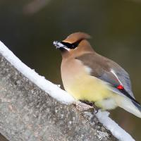 Cedar Waxwing with snow in its beak, as it perches on a snowy wide branch 