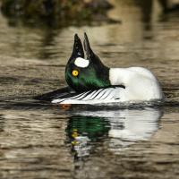 Male Common Goldeneye duck floating on water with its head leaning over its back in courtship pose