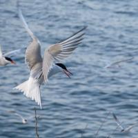 Common Terns, grey wings poised as they land with blue waters off Gull Island in the background 