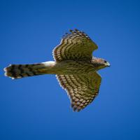 A brown-and-white striped hawk with long tail and wings outstretched in flight against a clear blue sky.