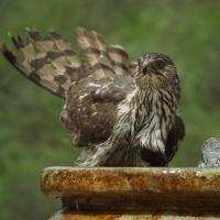 Cooper's Hawk splashing in a birdbath, its tail feathers raised and its chest feathers wet 