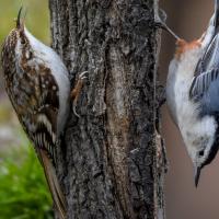 Photo comparing a Brown Creeper and a White-breasted Nuthatch