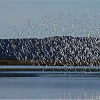 A flock of Dunlin