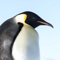 Emperor Penguin in sunlight, head turned to its left, black and white "tuxedo" pattern plumage glistening.