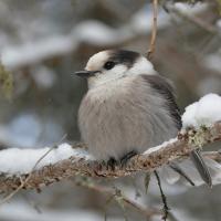 Gray Jay perched on snowy branch