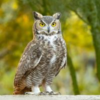 A Great-Horned Owl stands facing the viewer, showing its bright yellow eyes, and the tufted feathers ("plumicorns") atop its head. 
