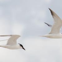 Gull-billed Terns in flight