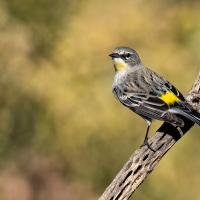 Yellow-rumped Warbler stands on branch