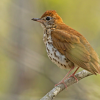A Wood Thrush perches on a branch in profile, in soft sunlight