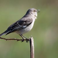 Northern Mockingbird singing