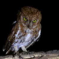An Oriental Scops Owl stands on a thick branch before a dark background.