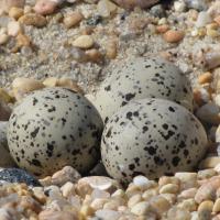 Piping Plover eggs in nest known as a "scrape"