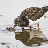 Ruddy Turnstone turning over a stone on the shore