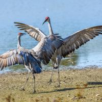Two Sandhill Cranes leaping and "dancing" in courtship display