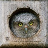 Screech Owlet in nestbox