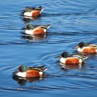 Shovelers feed in groups