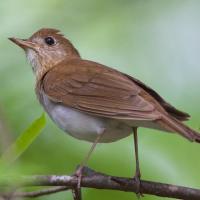 Veery perched on a branch, its head raised looking upwards