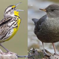 Western Meadowlark compared to American Dipper