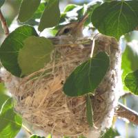 A Warbling Vireo sitting in its small nest that is attached to a slender branch.