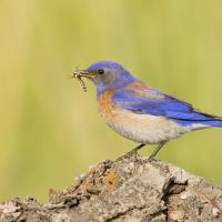Western Bluebird with insect in beak