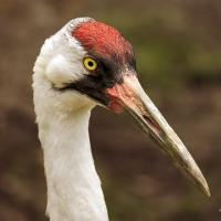 Whooping Crane in closeup view, bright red plumage on top of its head and very long beak