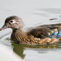 A female Wood Duck swims across smooth water, her soft brown plumage accented by blue feathers on her wings