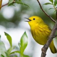 A bright yellow bird with brown streaks on its breast is singing while perched on a branch