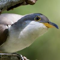 A bird with a white throat, grey head, and light brown wings peeks out at the viewer. It's beak is yellow and black.