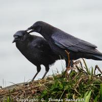 American Crows allopreening