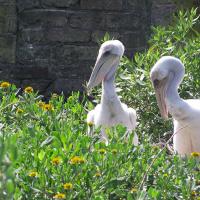 Pelican chicks at Castle Pinckney